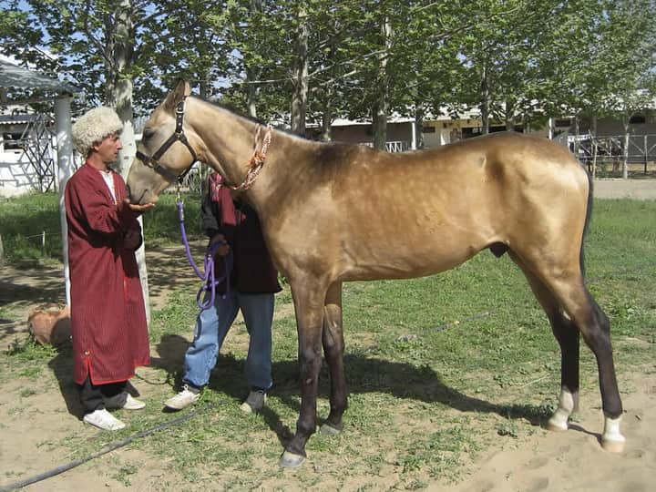 Golden Akhal-Teke horse with a metallic gold coat standing in Turkmenistan