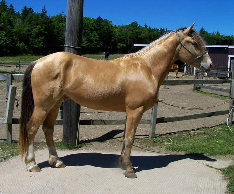Amber champagne horse with a gold body and brown rather than black mane, tail and legs