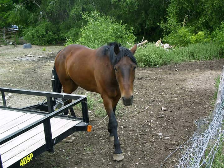 Bay horse with a reddish-brown body and black mane, tail and lower legs