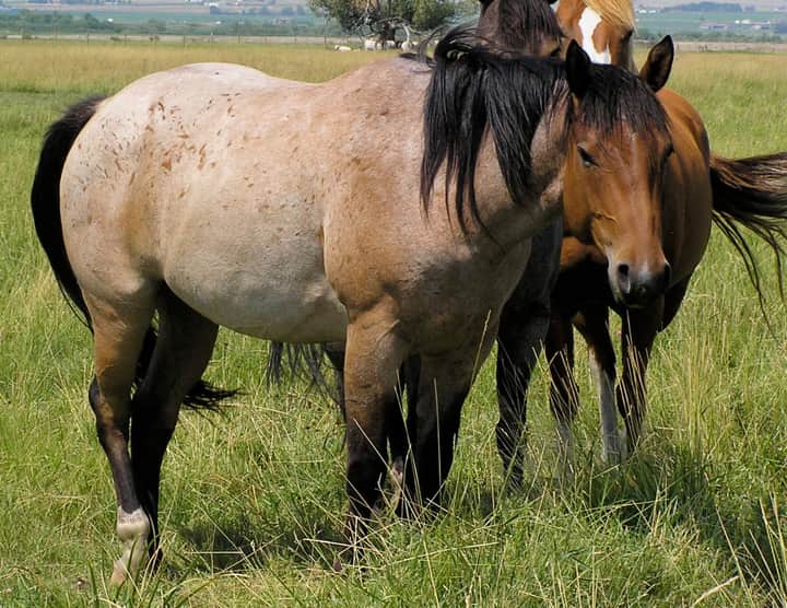 Bay roan horse with white hairs mixed through a red-brown body and a solid dark head and legs