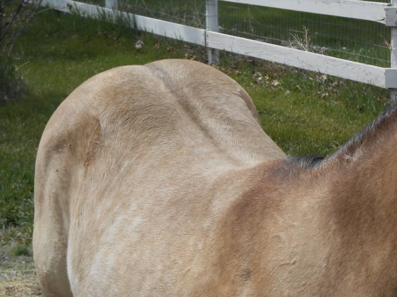 Sooty buckskin with darker hairs shading the topline and a blurry darker line along the back