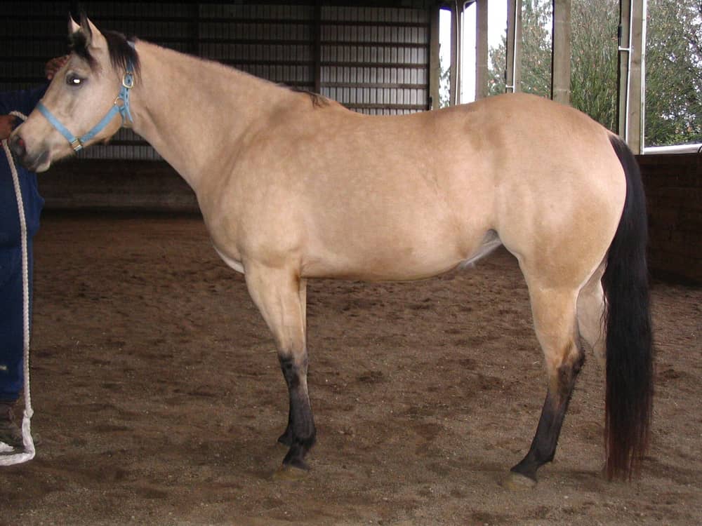 Side view of a buckskin mare showing a gold body, black mane and tail, and black lower legs