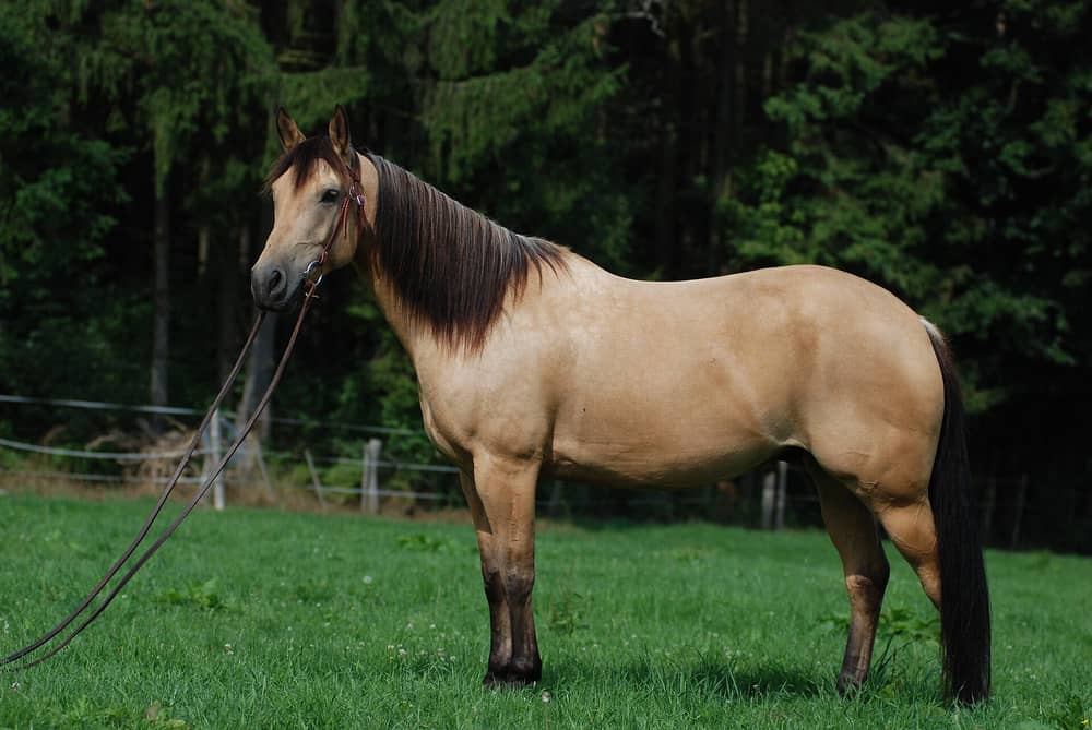 Golden buckskin Quarter Horse with a black mane, black tail and black lower legs standing in a paddock