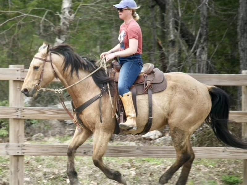 Saddled buckskin Quarter Horse ready for a trail ride