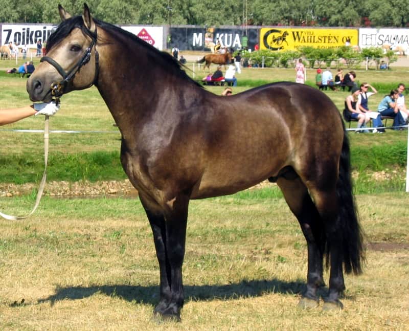 Dark buckskin Connemara stallion with a bronze-brown body and black points