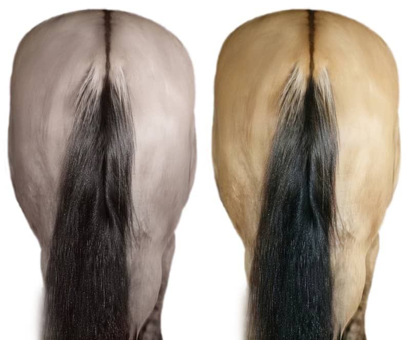 Close-up of two horses’ backs showing sharp dark dorsal stripes typical of the dun gene