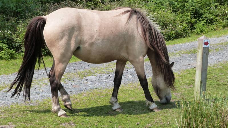 Dun horse with a tan body, darker head and legs, and a dark dorsal stripe down the back