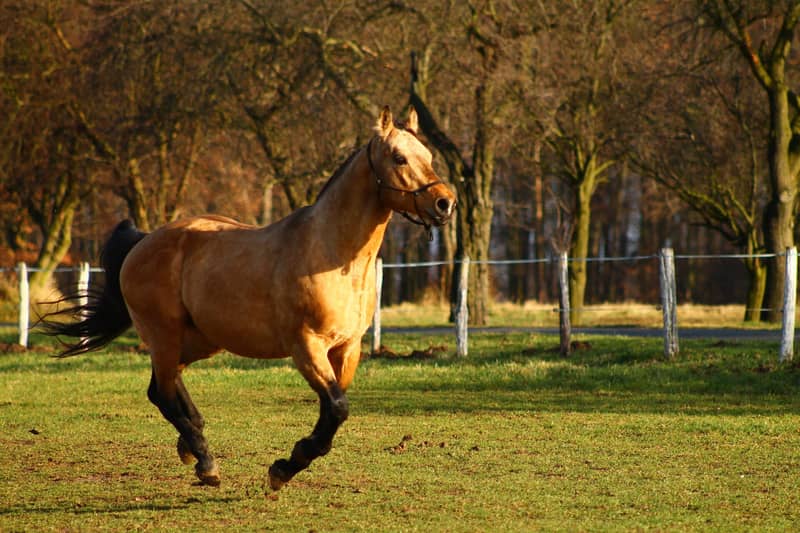 Golden buckskin horse with a bright yellow-gold coat and black mane, tail and legs