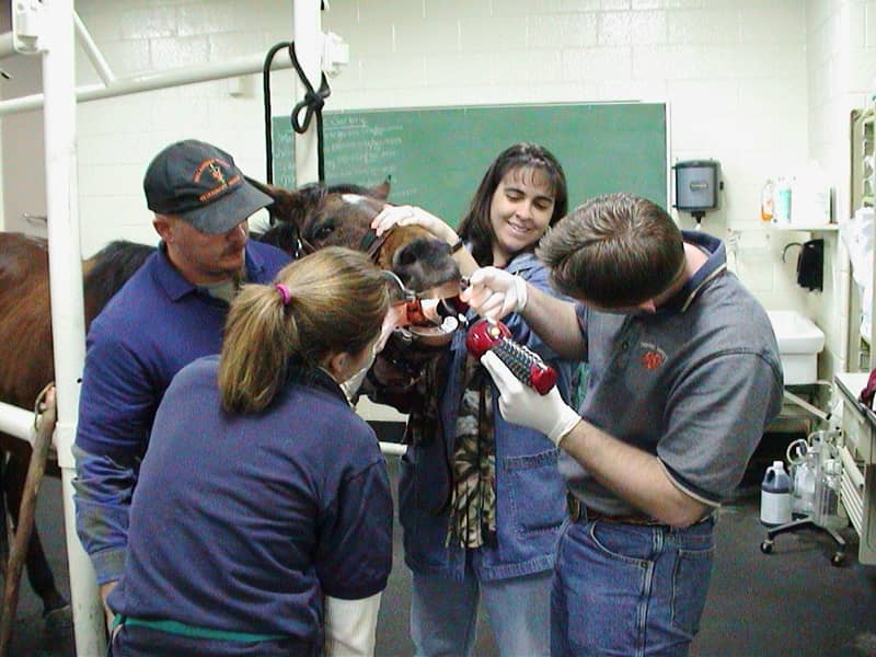 Veterinarians examining a horse during a clinical exam
