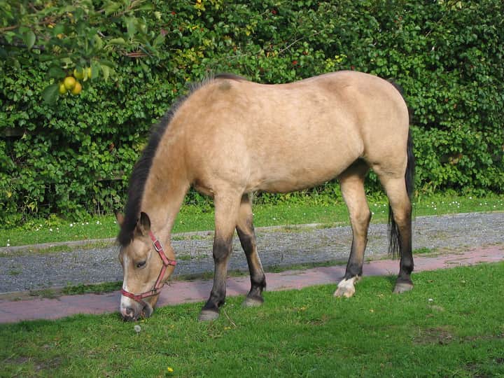 Light buckskin New Forest pony with a pale cream-tan body and dark mane and legs