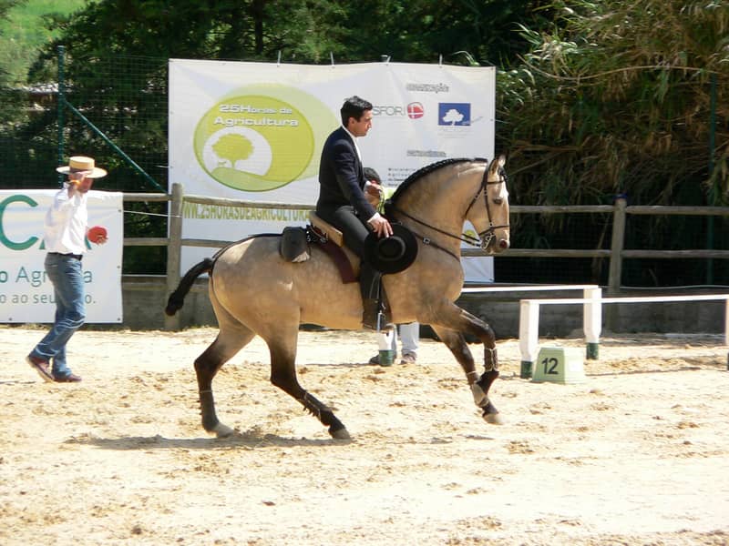 Buckskin Lusitano horse with a gold coat and black mane