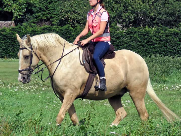 Palomino horse with a golden body and a white-cream mane and tail with no black on the legs