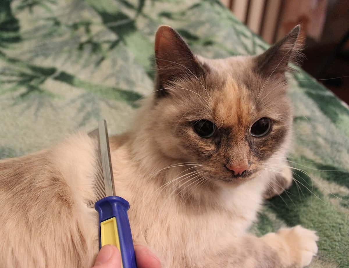 Cat resting next to a metal grooming comb — why cats react to comb sounds