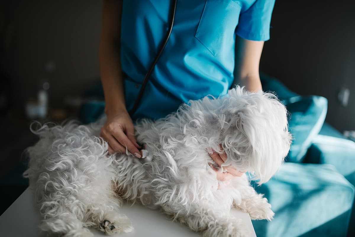 Veterinarian listening to a small white dog with a stethoscope โ kennel cough sound guide
