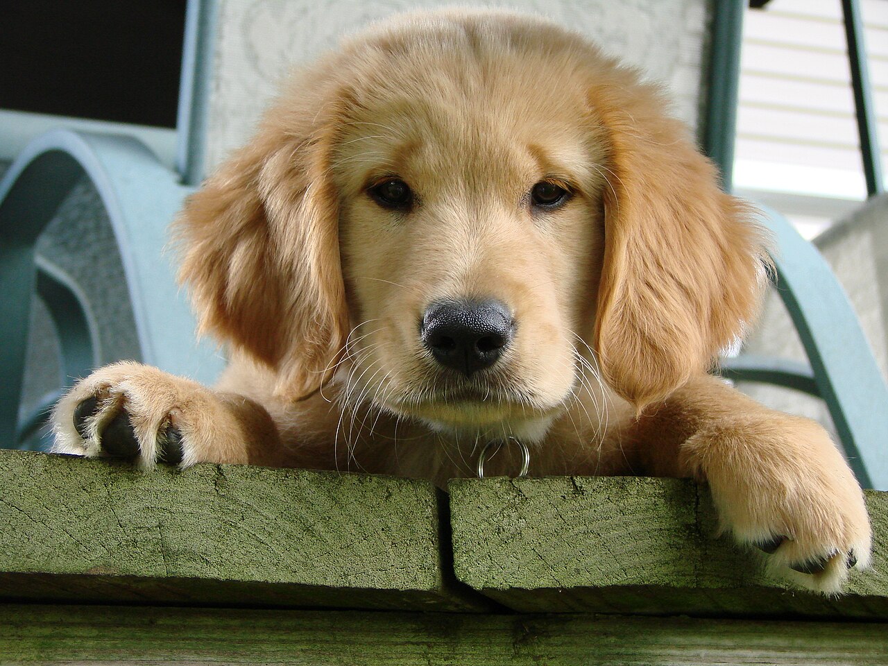 Dog medication context β Apoquel dosage educational guide