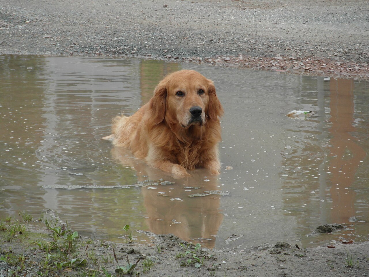 Dog with veterinary care context β Apoquel side effects educational guide
