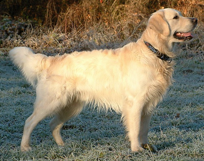 Dog at home β Apoquel vs antihistamines educational comparison