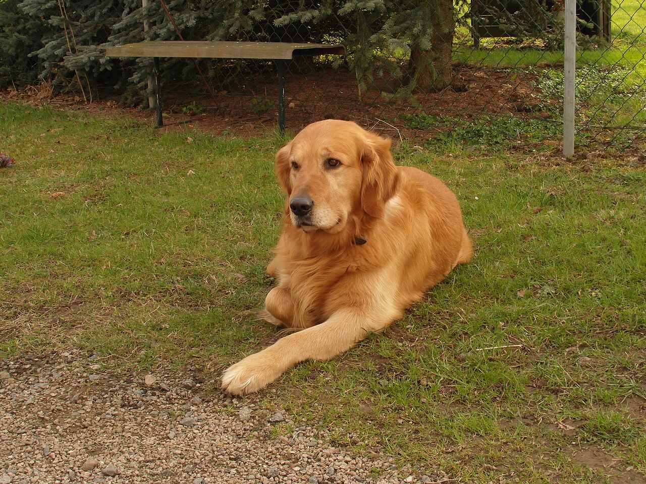 Dog at veterinary clinic — Apoquel vs Cytopoint comparison guide