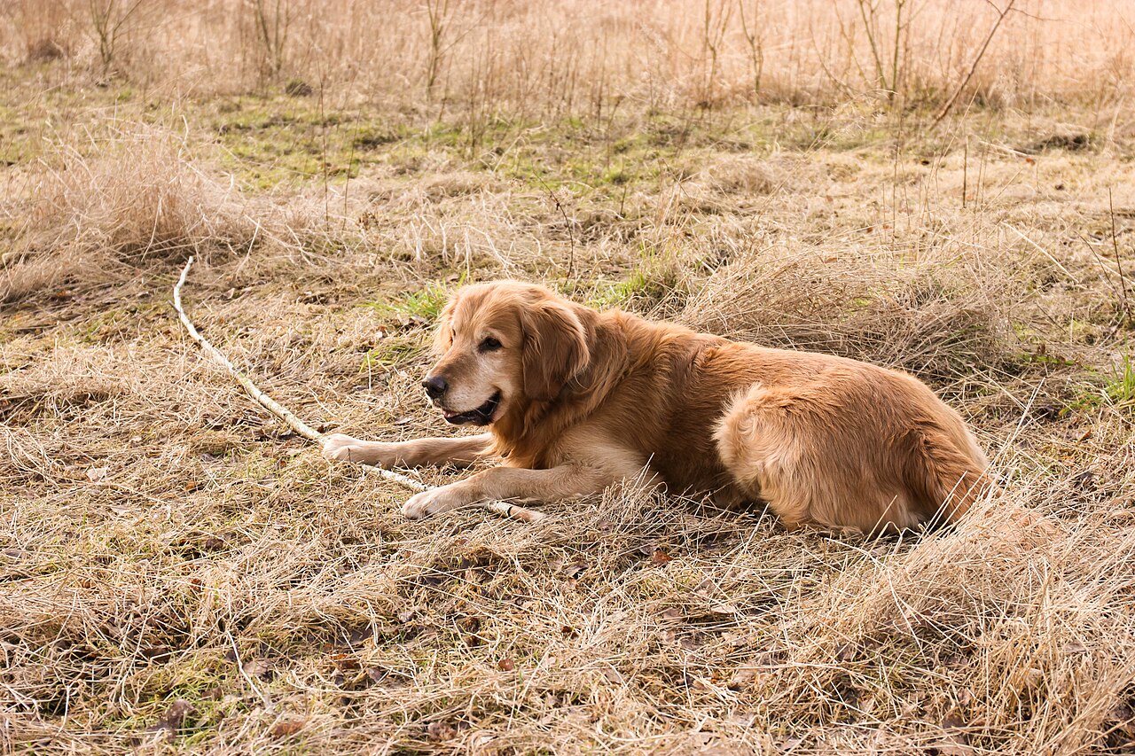 Dog resting calmly indoors β Apoquel educational guide hero
