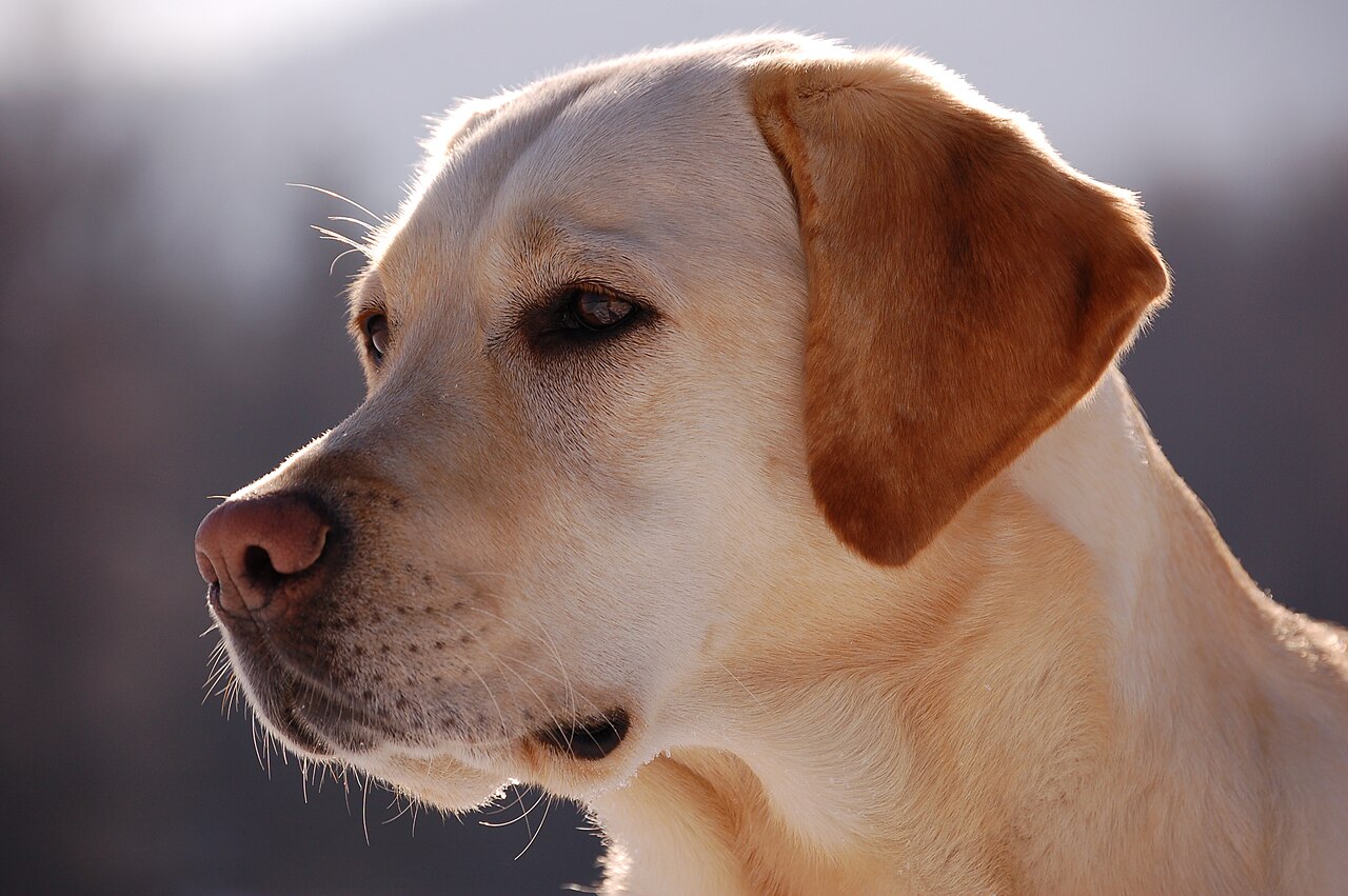Dog resting after activity β carprofen educational guide hero