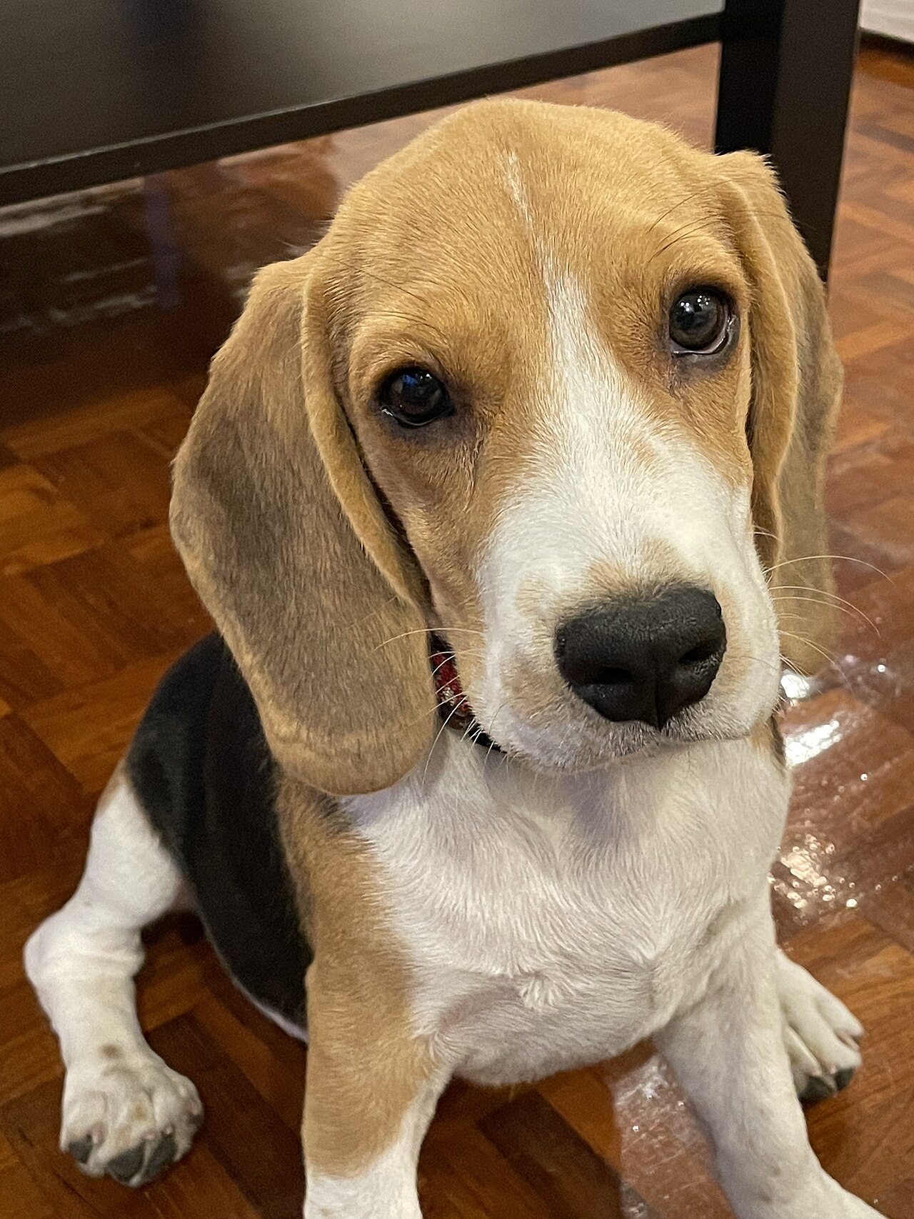 Dog receiving veterinary care β cefpodoxime antibiotic educational guide