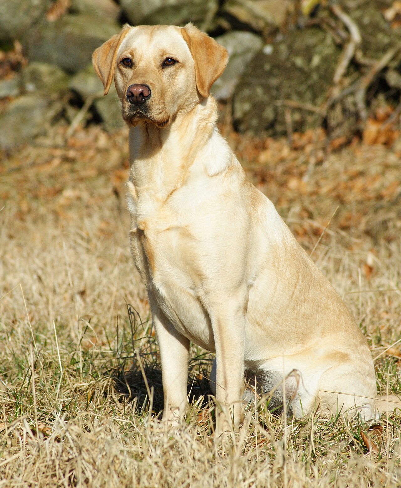 Female dog outdoors — canine heat cycle educational guide hero