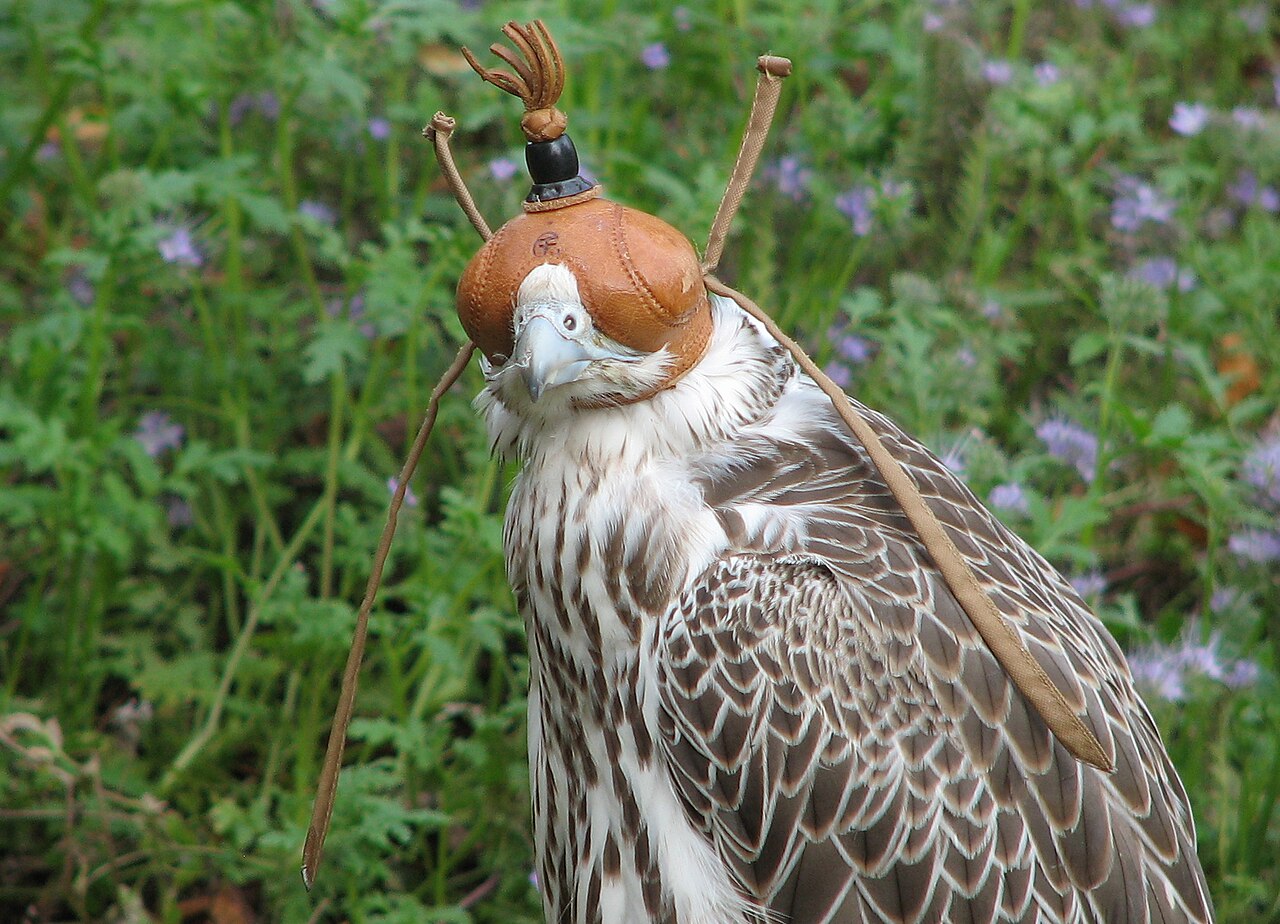 Trained falcon wearing a traditional leather falconry hood
