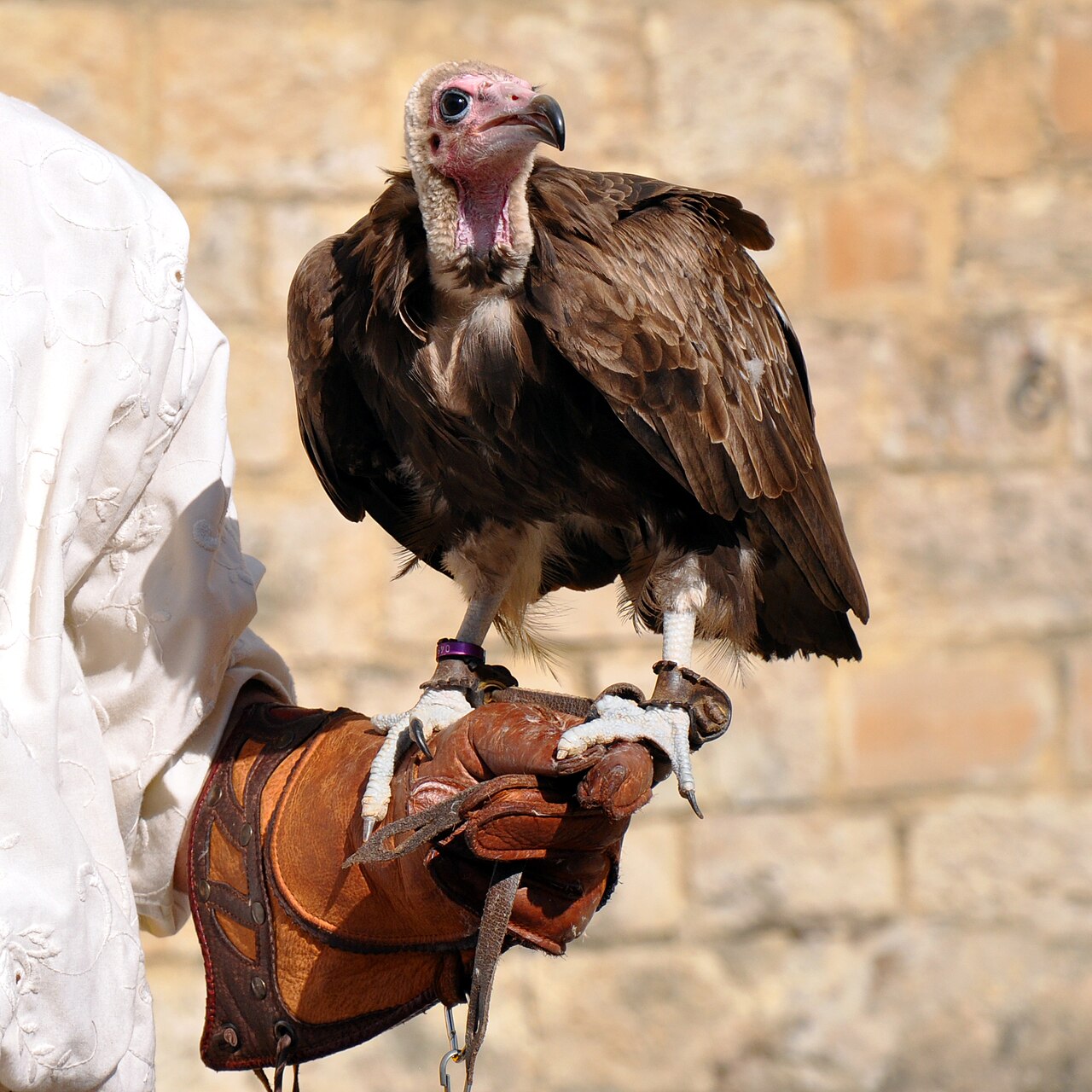 Falconer holding a bird of prey on a thick leather falconry glove