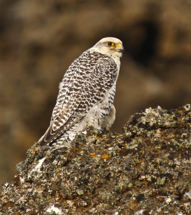 White-morph gyrfalcon, a large falcon species often associated with high falconry value