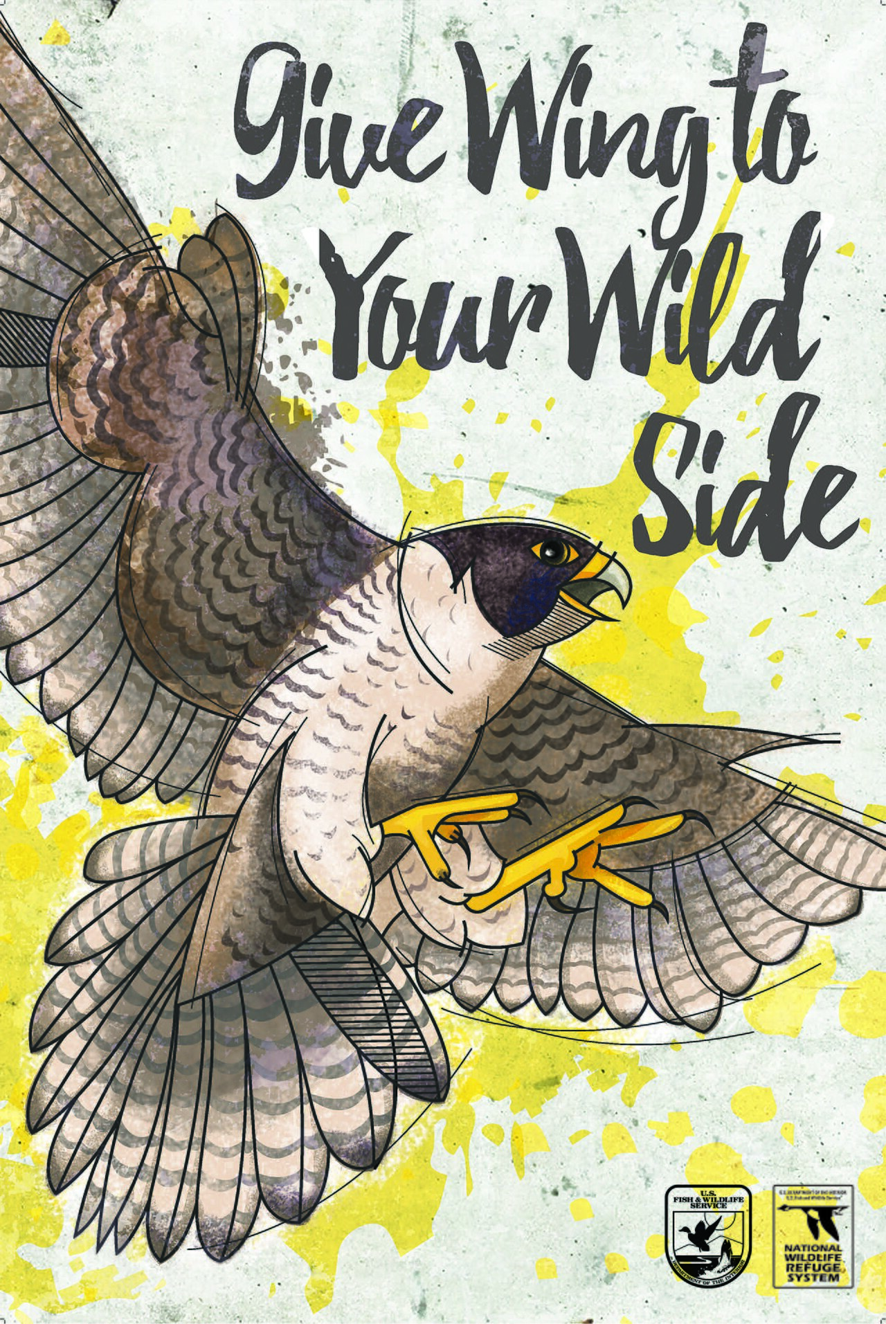 Peregrine falcon, used to illustrate falcon mating behavior and sexual size dimorphism