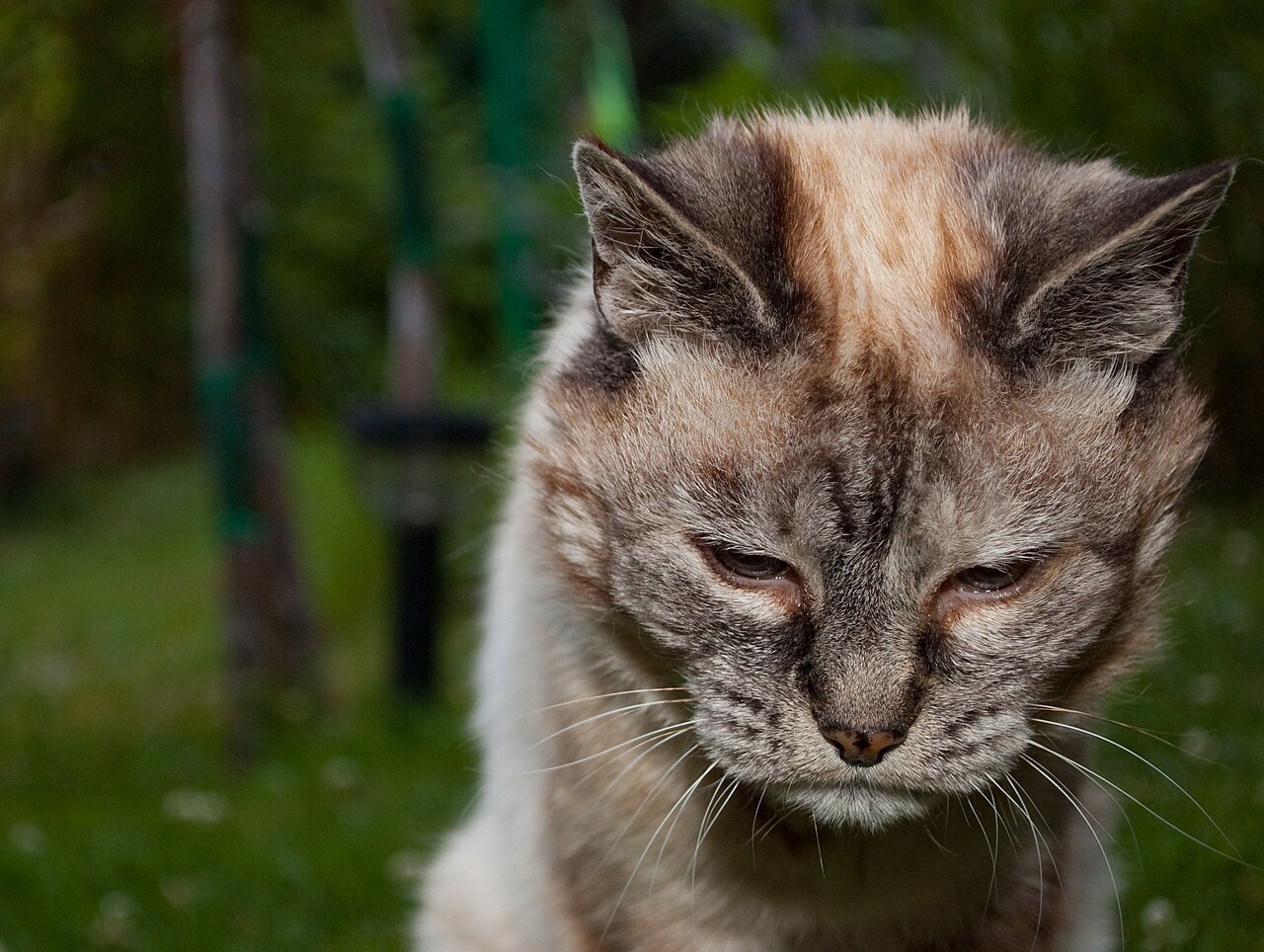 Cat being gently examined โ FeLV symptoms educational guide