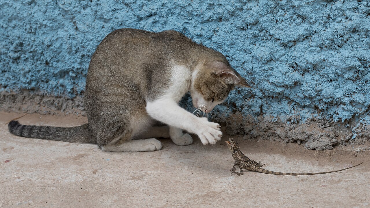Two cats near shared bowls — FeLV transmission educational guide