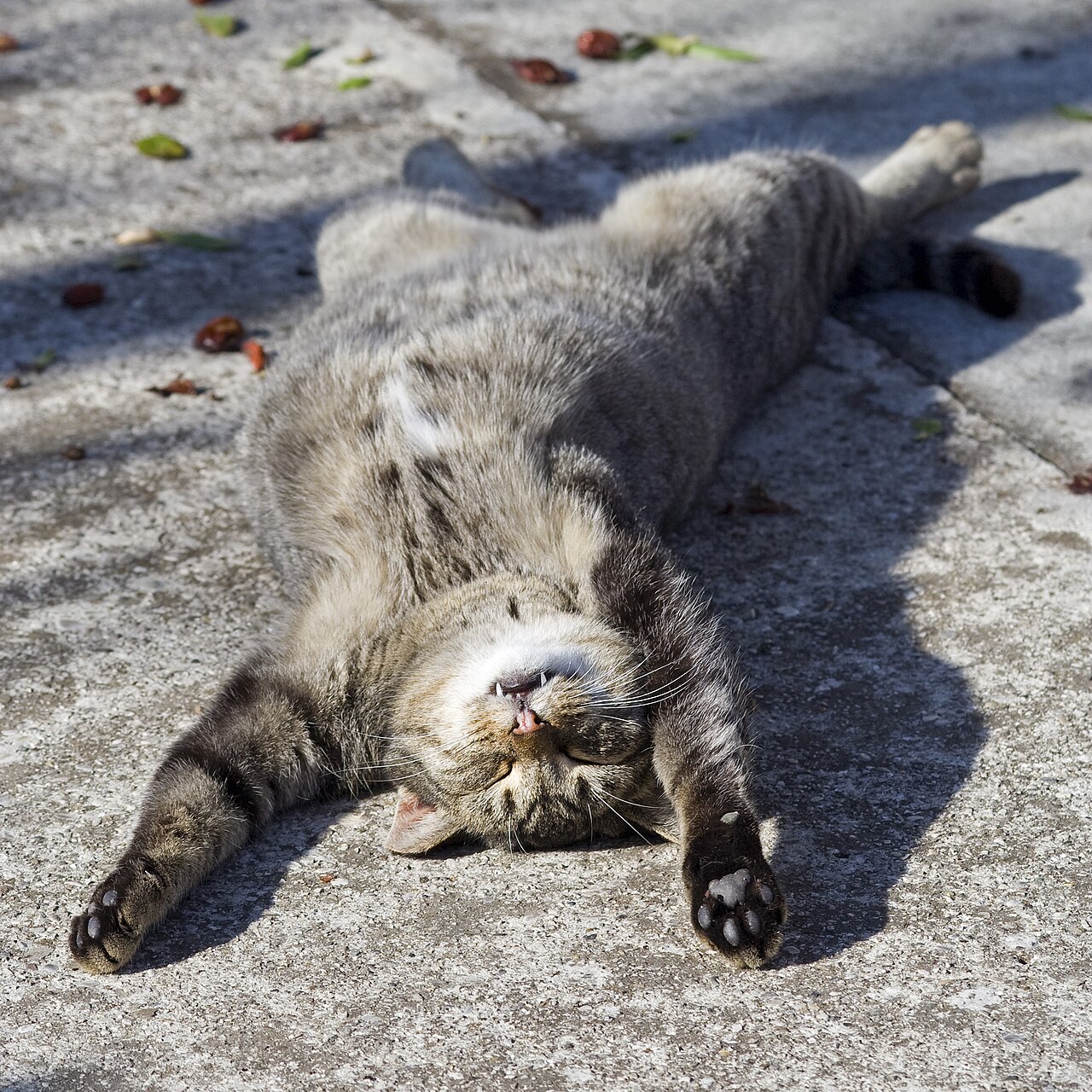Cat receiving gentle veterinary care — FeLV treatment educational guide