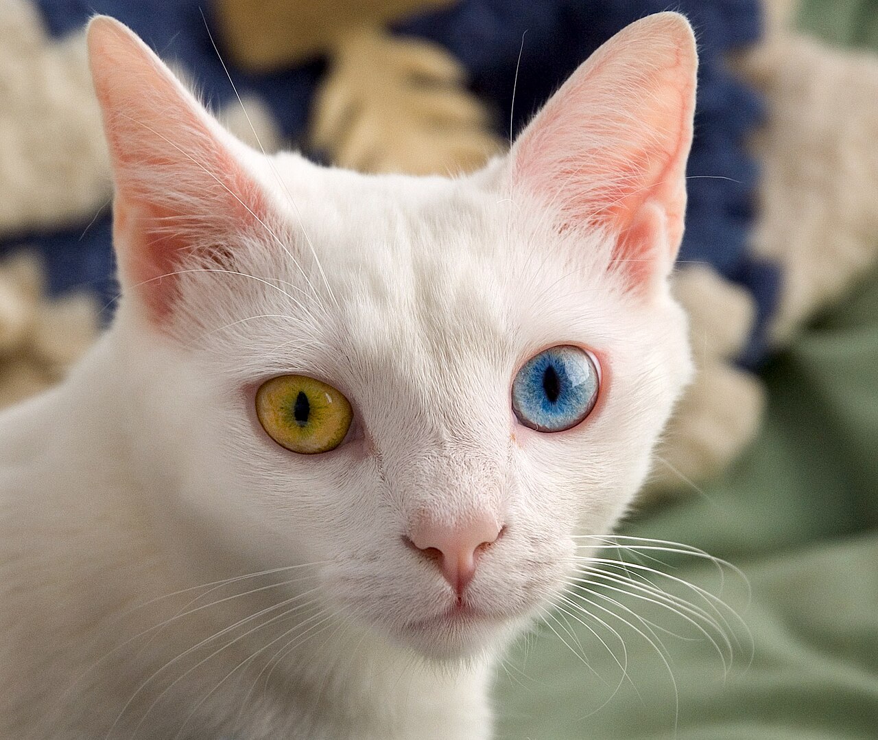 Two cats resting together β FeLV vs FIV educational comparison
