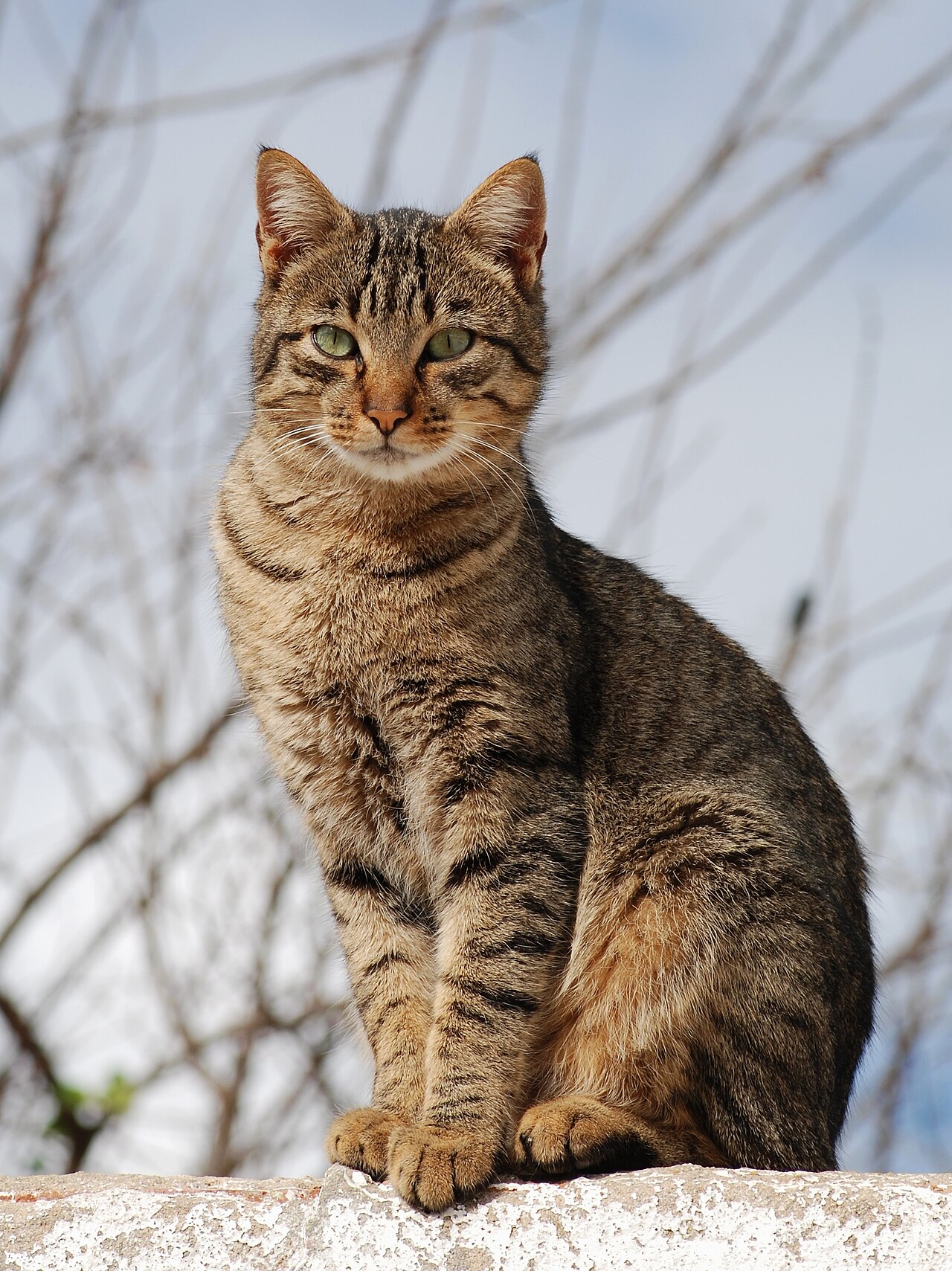 Domestic cat resting indoors — FeLV educational guide hero
