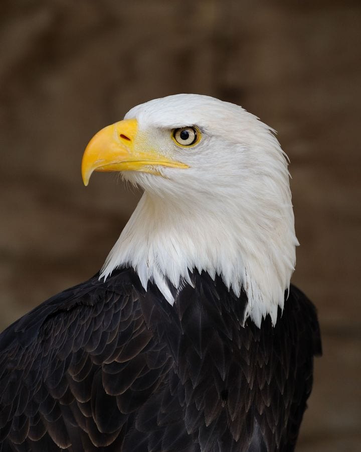 Adult bald eagle portrait with white head, yellow hooked bill and dark brown body