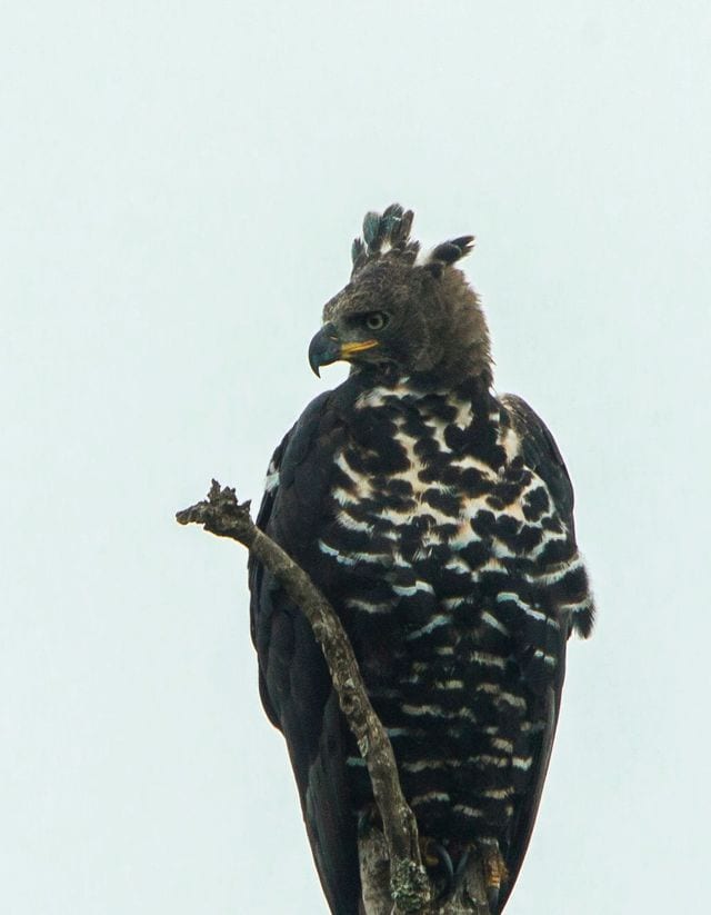Adult African crowned eagle perched on a dead branch showing heavily barred underparts and a crest