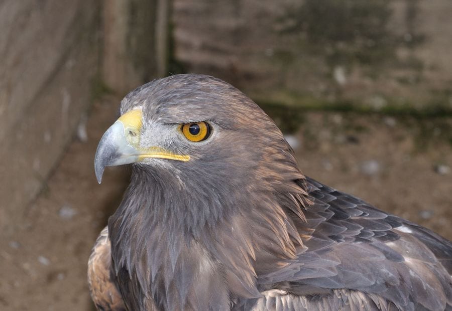 Golden eagle head and shoulders with golden nape feathers and a dark brown body