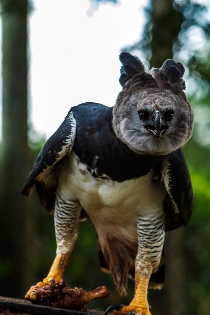 Front view of a harpy eagle with its double crest raised, standing on prey with thick barred legs and yellow feet