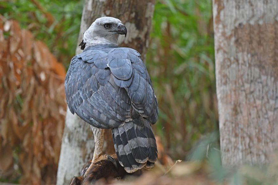 Wild harpy eagle seen from behind, showing slate-gray back and wings and a long tail with dark bands