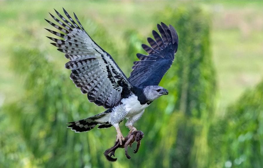 Harpy eagle in flight carrying a brown capuchin monkey in its talons toward a nest