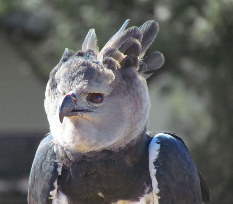 Harpy eagle head with the long split crest feathers raised above a pale gray face