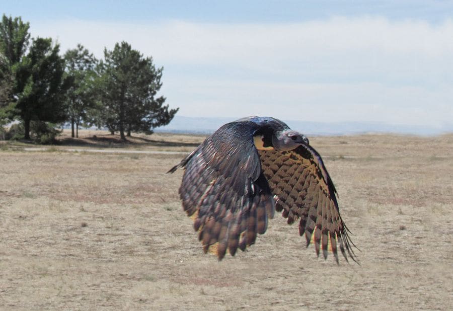 Harpy eagle flying low over open ground with broad, rounded wings spread
