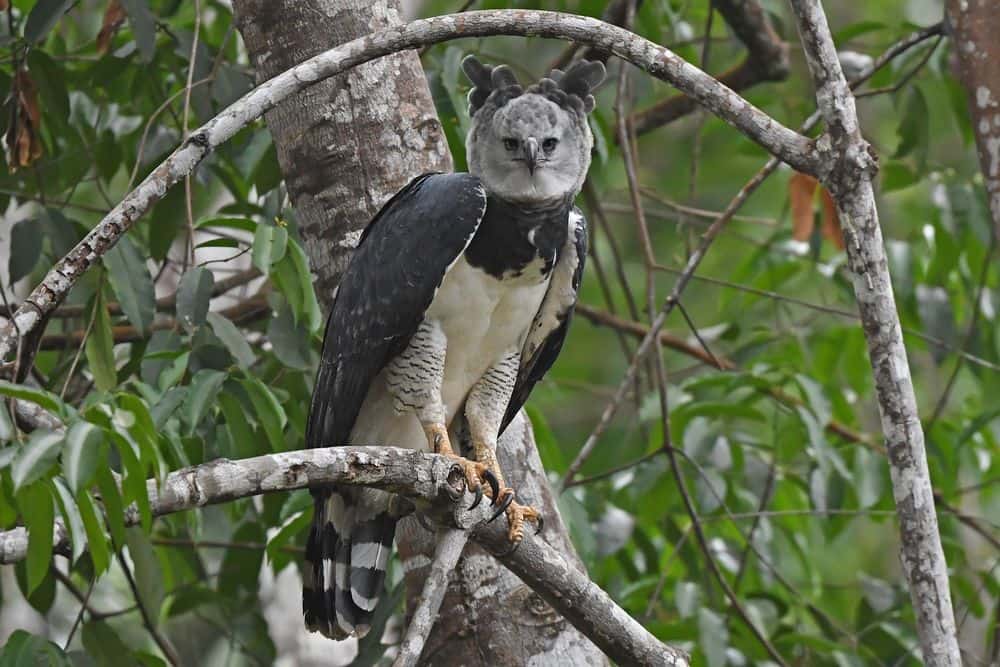 Wild adult harpy eagle perched on a branch in Brazilian forest, showing its gray head, black chest band and white underparts