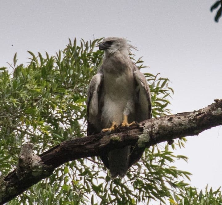 Immature harpy eagle with pale gray-brown plumage perched on a branch in Darién, Panama