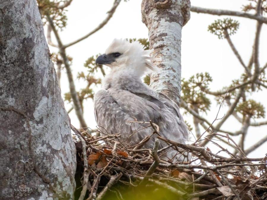 Pale whitish young harpy eagle standing on a large stick nest high in a forest tree in Panama