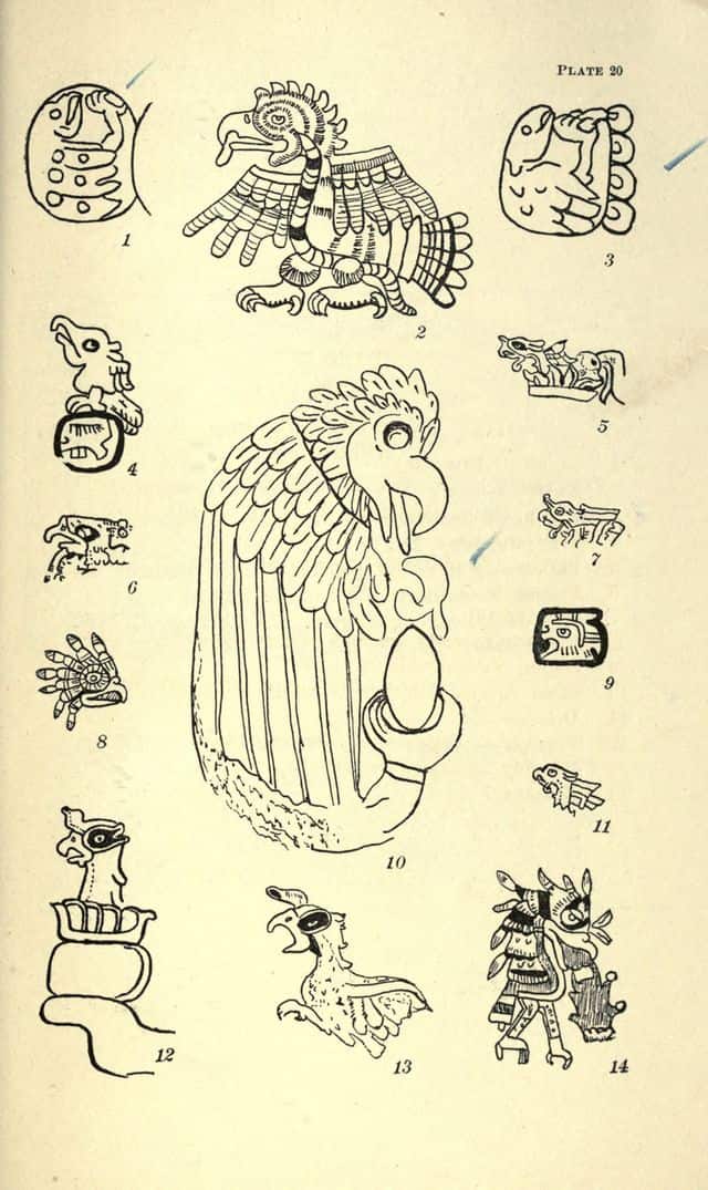 Plate of bird figures from Maya codices reproduced in a 1910 scientific book