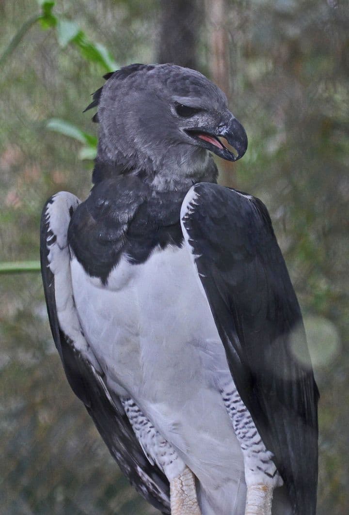 Harpy eagle in side profile with dark gray head, black hooked bill and white chest