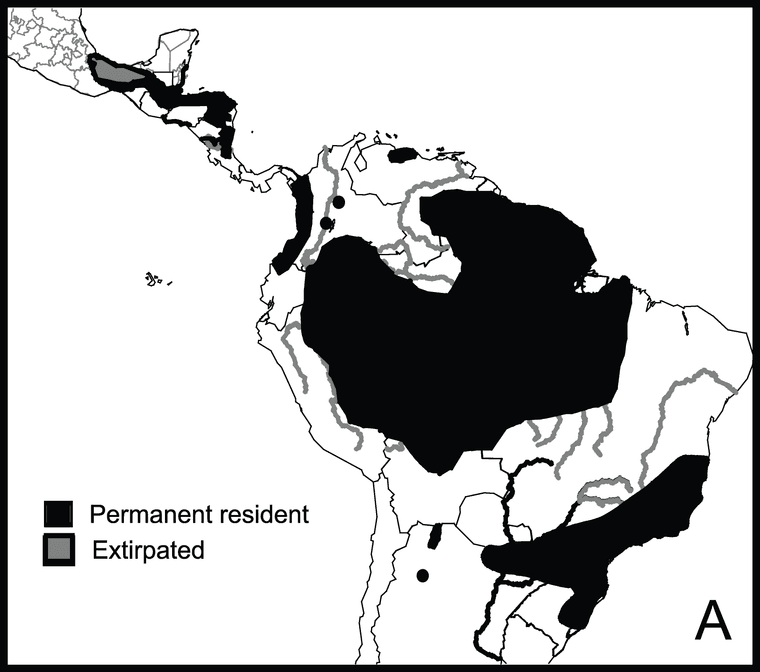 Map of Central and South America showing harpy eagle permanent range in black and extirpated areas in gray