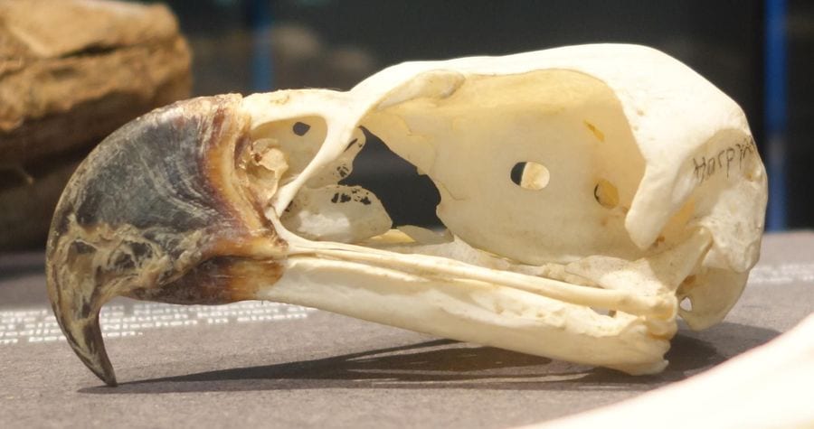 Harpy eagle skull on museum display showing a deep, strongly hooked bill